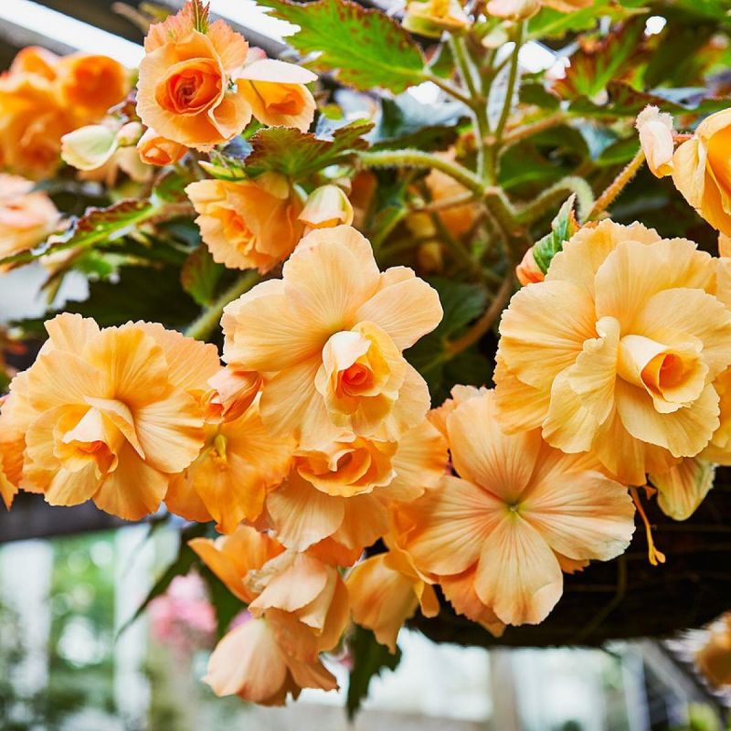 ���� �� ��������� ��������: ��� �������� ������������ ��������