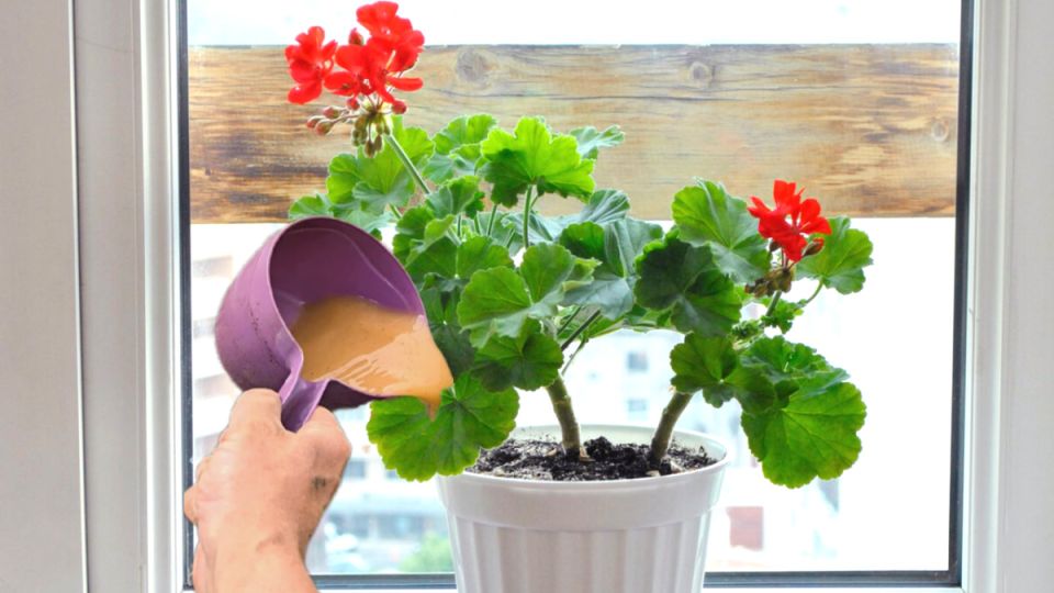 ��� ������� � ����� ���� ������� ����� � ������� �������� ��������