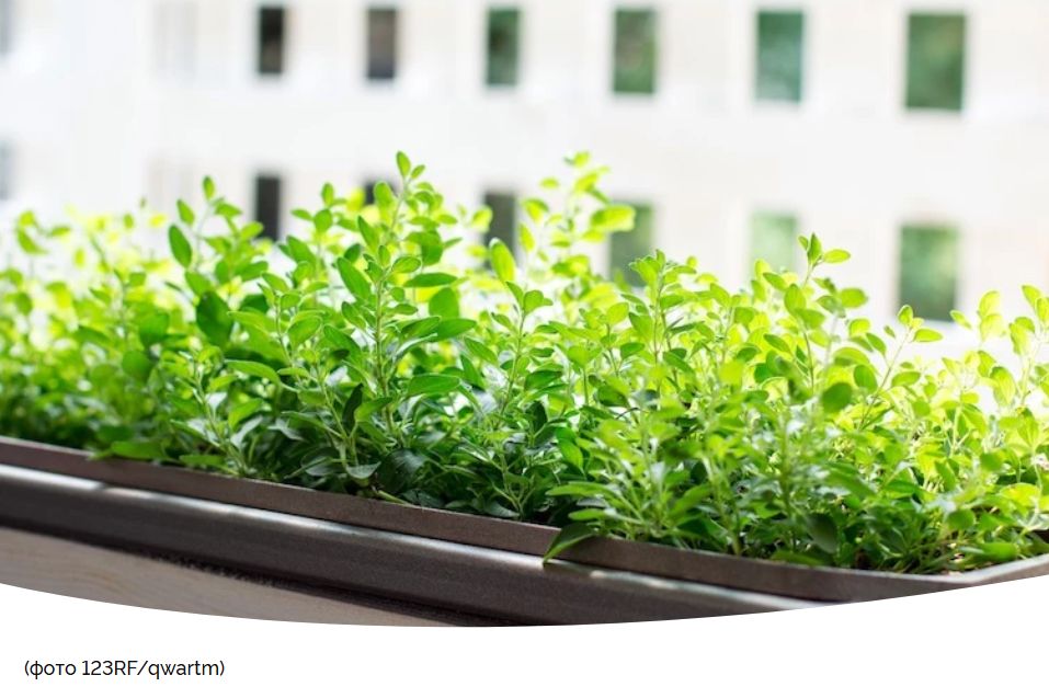 ��� ������� ����-�������� �� ���� � ��������� ������ ������ �����