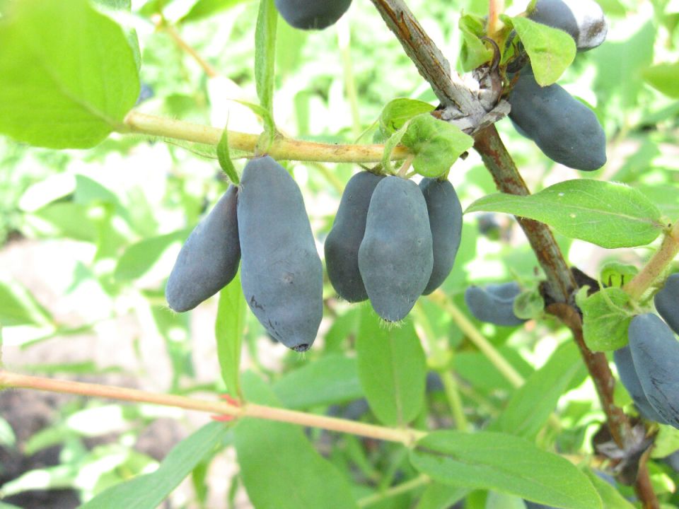 ������� ����� �� ���������� ������