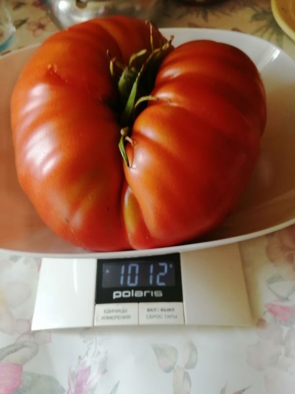 ������ ���������� ���������: ������� ��������� � �����, ����� � ��������