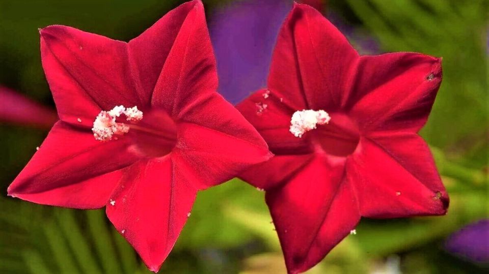 Очаровательная лиана для стильного озеленения вашего сада