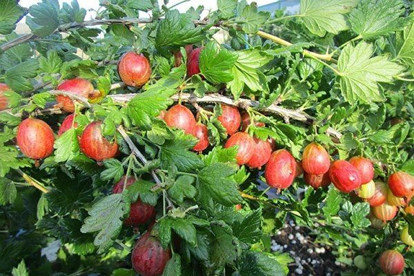 ��������� ������: ��������� ����� ��� ������ ����