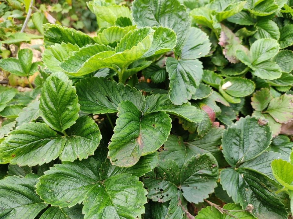 Заботы о землянике в августе: секреты ухода за молодыми и взрослыми кустами