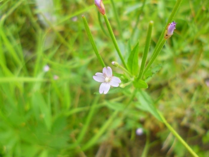Кипрей розовый