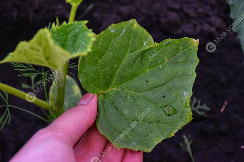 ������ ��������� ������� � �������: ����� � ��� ��� ������