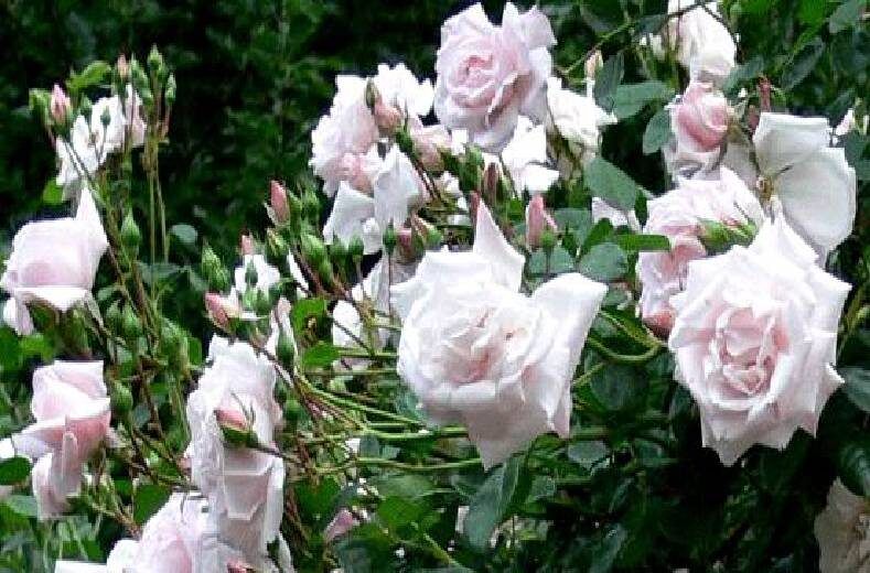 ������� ����� �� ������: ������ ��� �� ���������� �� ����� �� �����